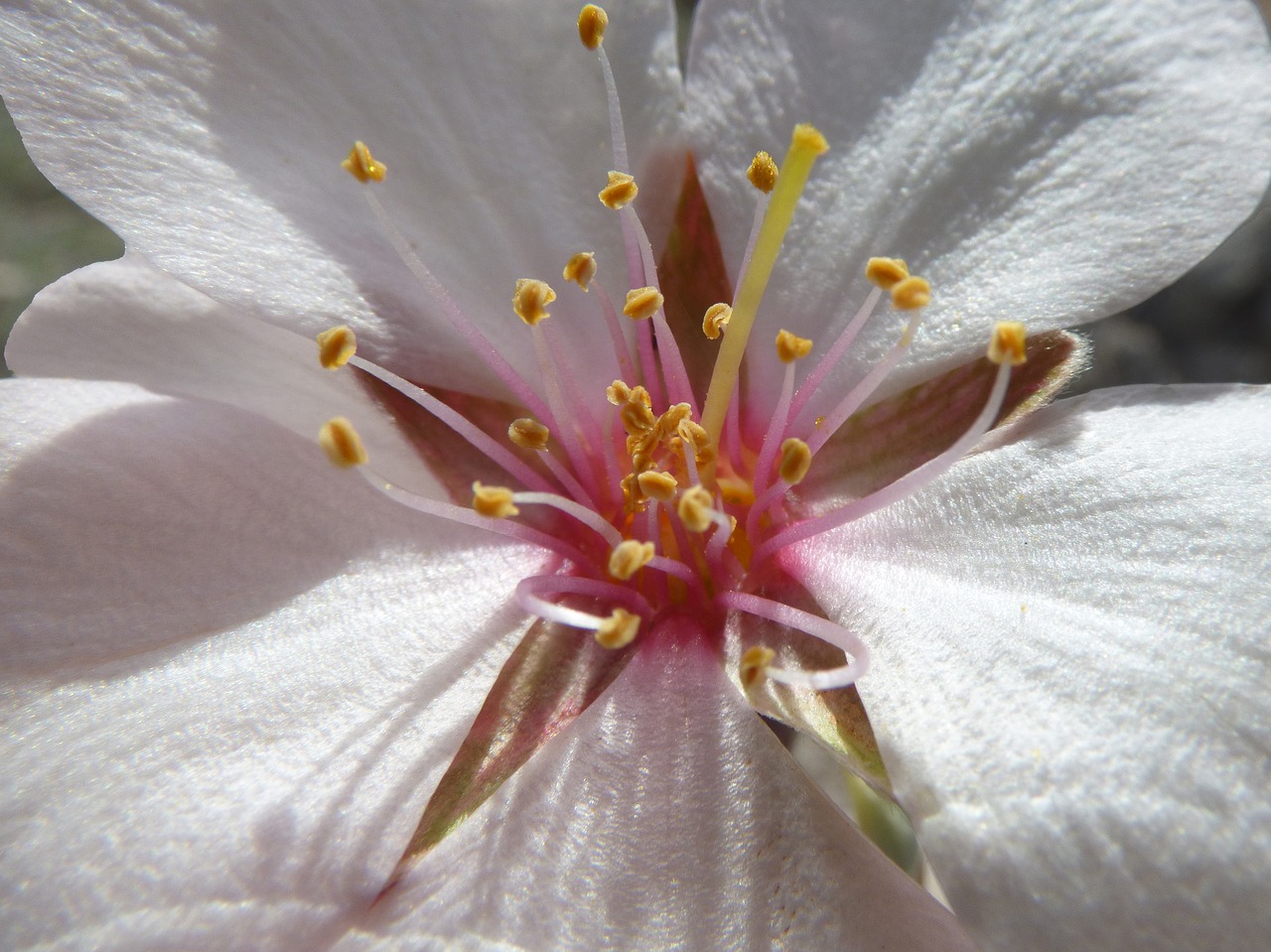 almond flower petals stigma free photo
