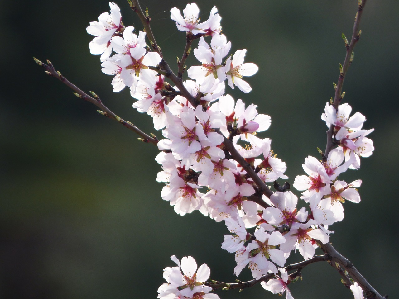 almond flower almond tree in blossom flowery branch free photo
