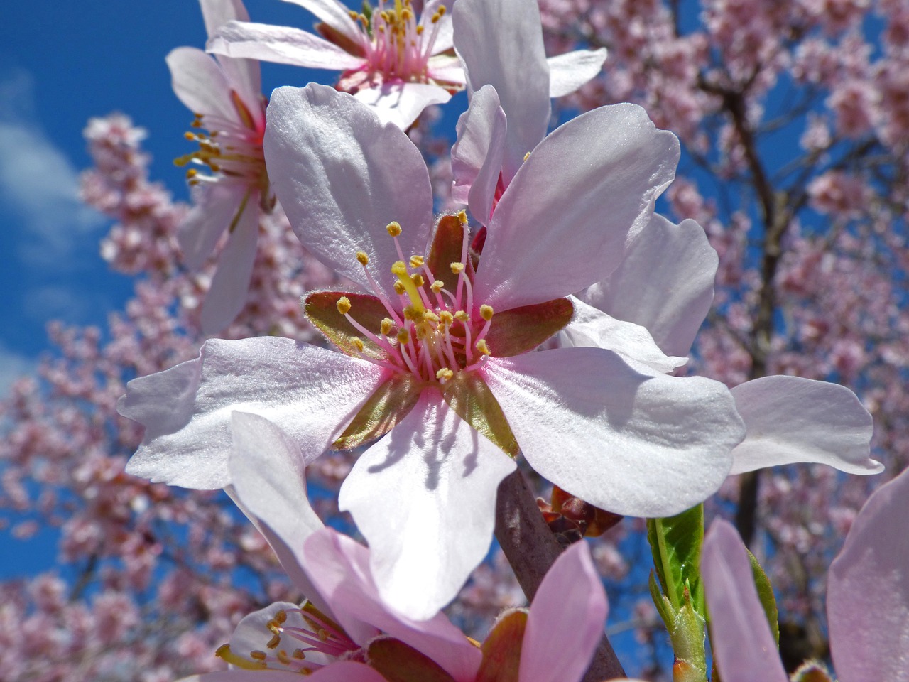 almond flower foreground almond tree free photo