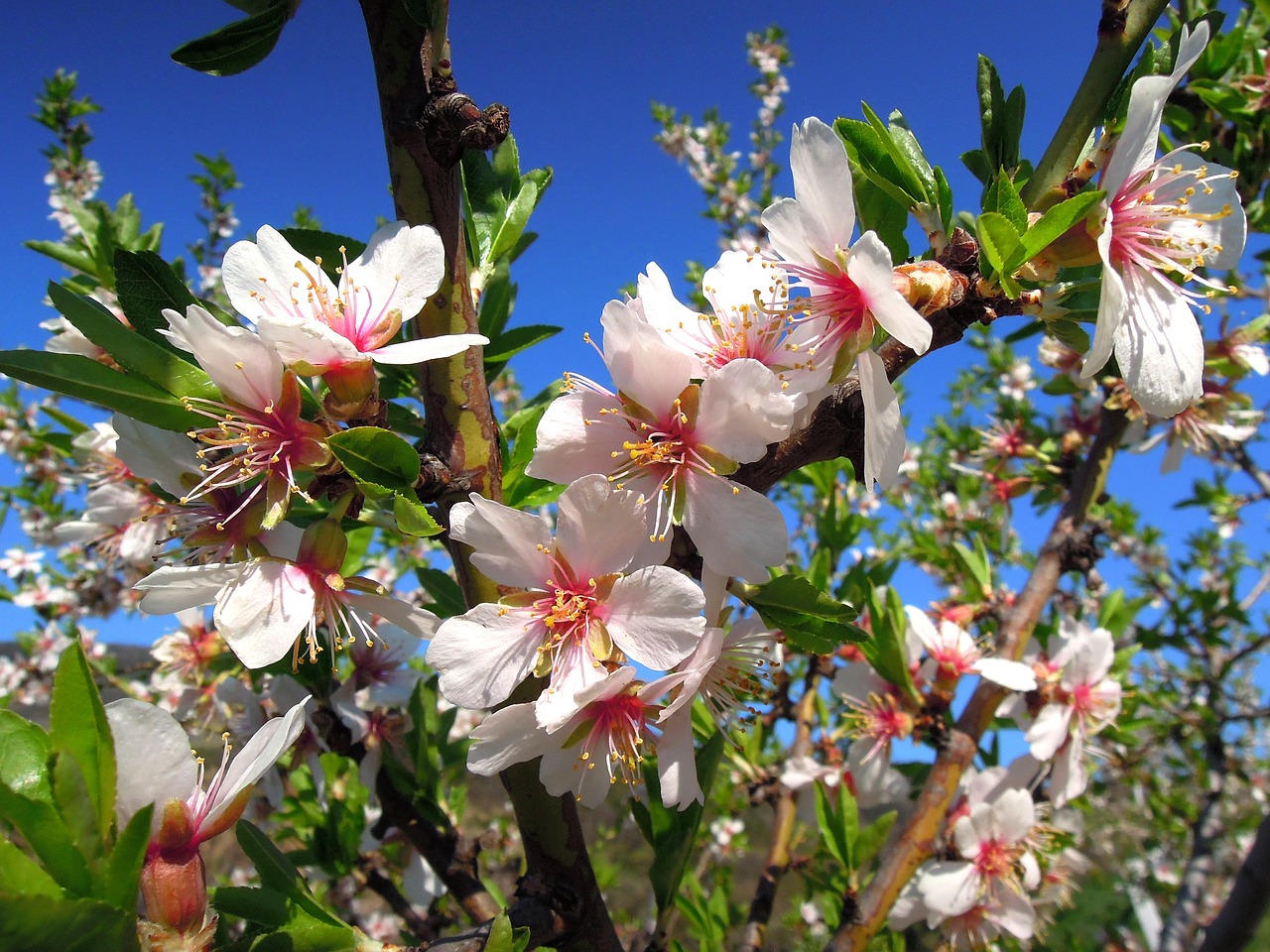 almond flower flowering tree bloom free photo