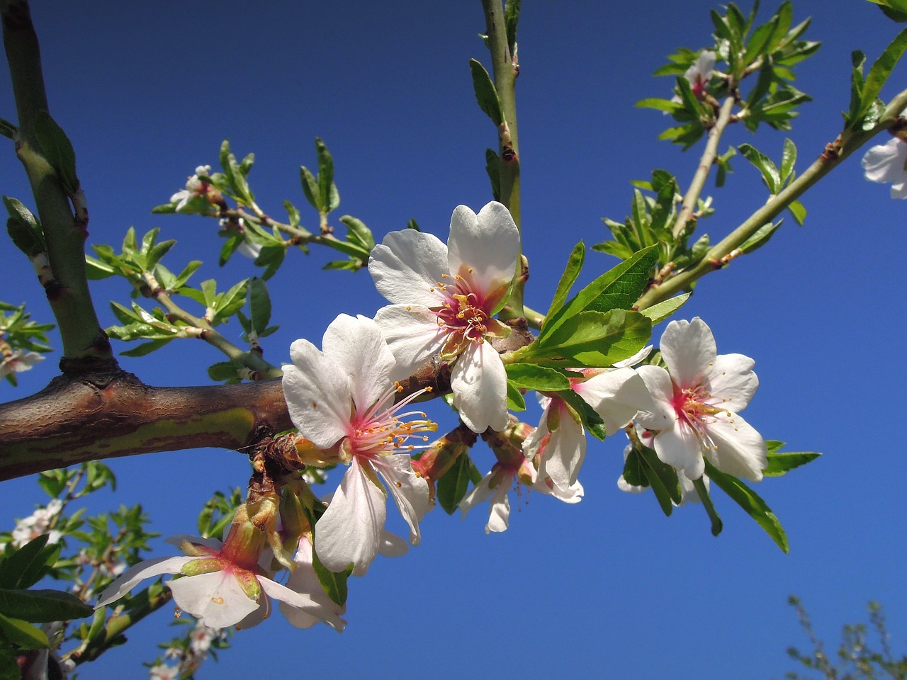 Almond flower,flowering tree,bloom,sunshine,blue sky - free image from ...