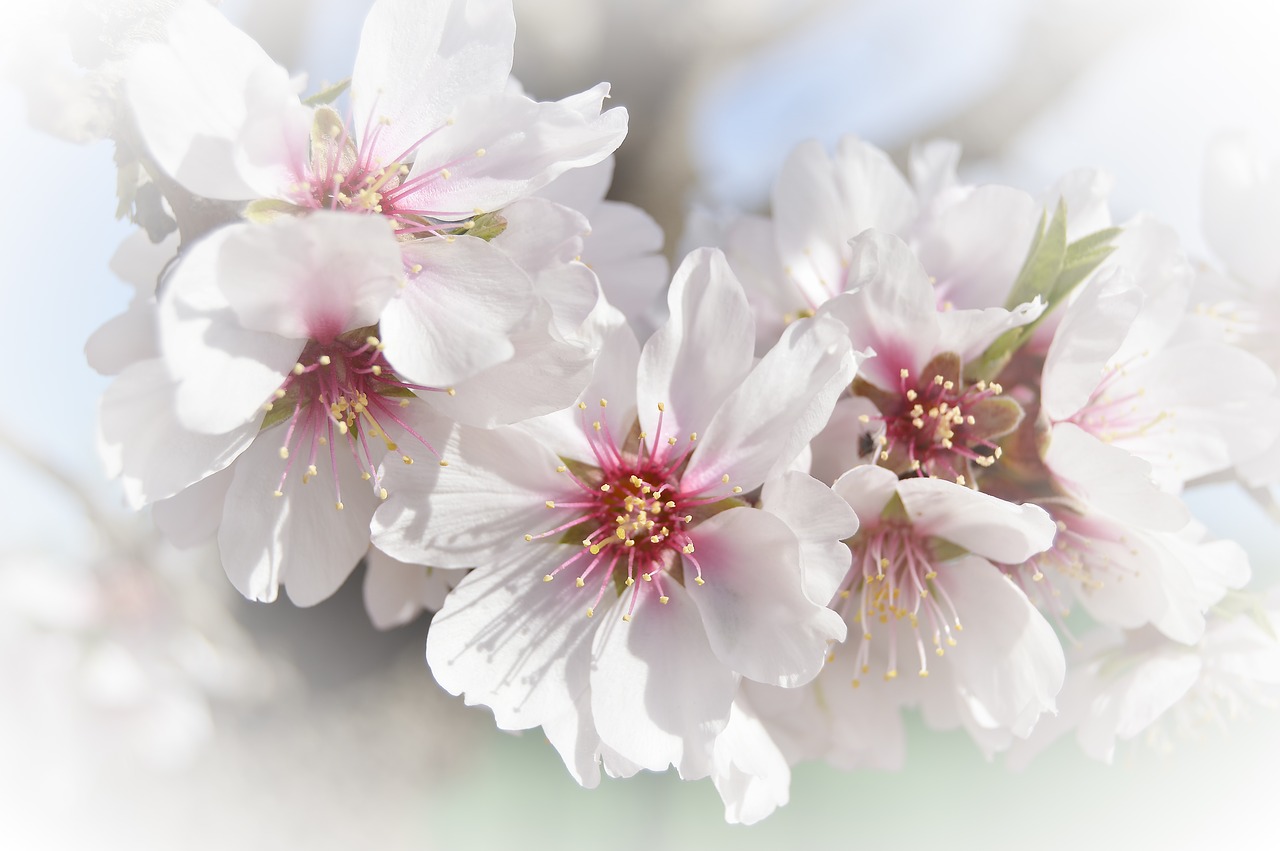 almond flower  white flower  flowering free photo