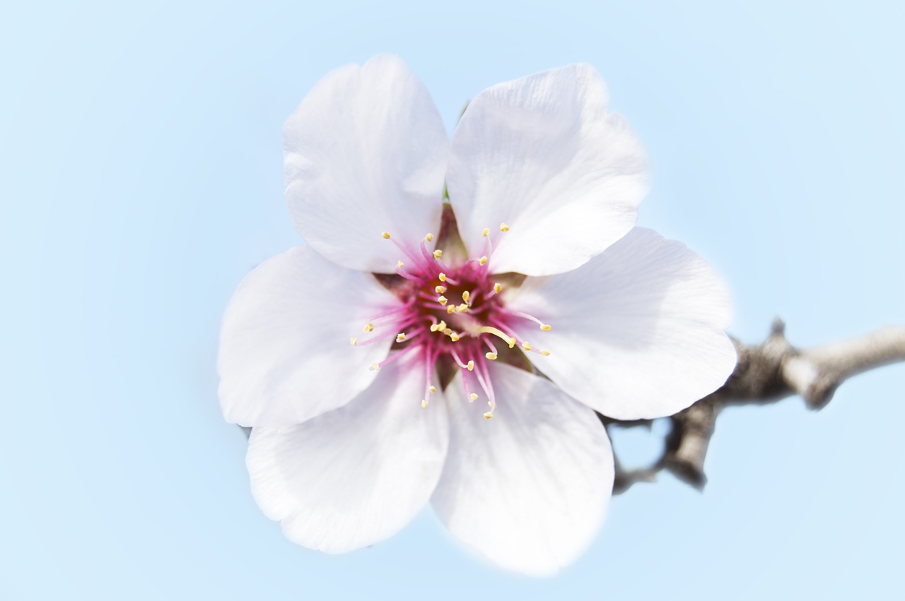 almond flower  petals  white flower free photo
