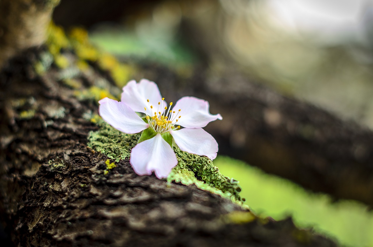 almond flower  almond bloom  garden free photo