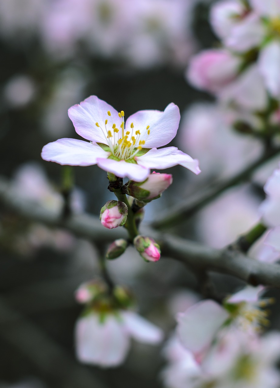 almond flower  australia  beautiful free photo