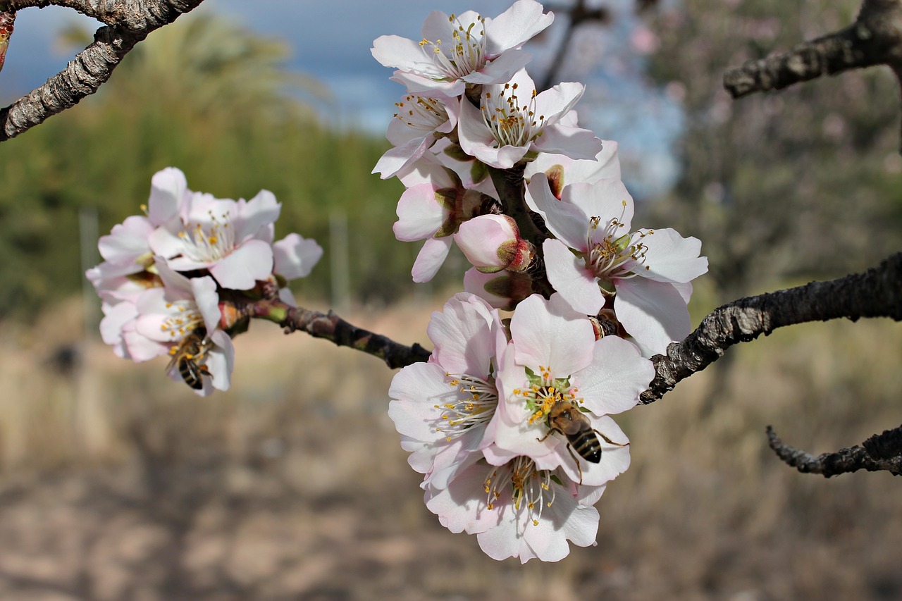 almond flower bees pollen free photo