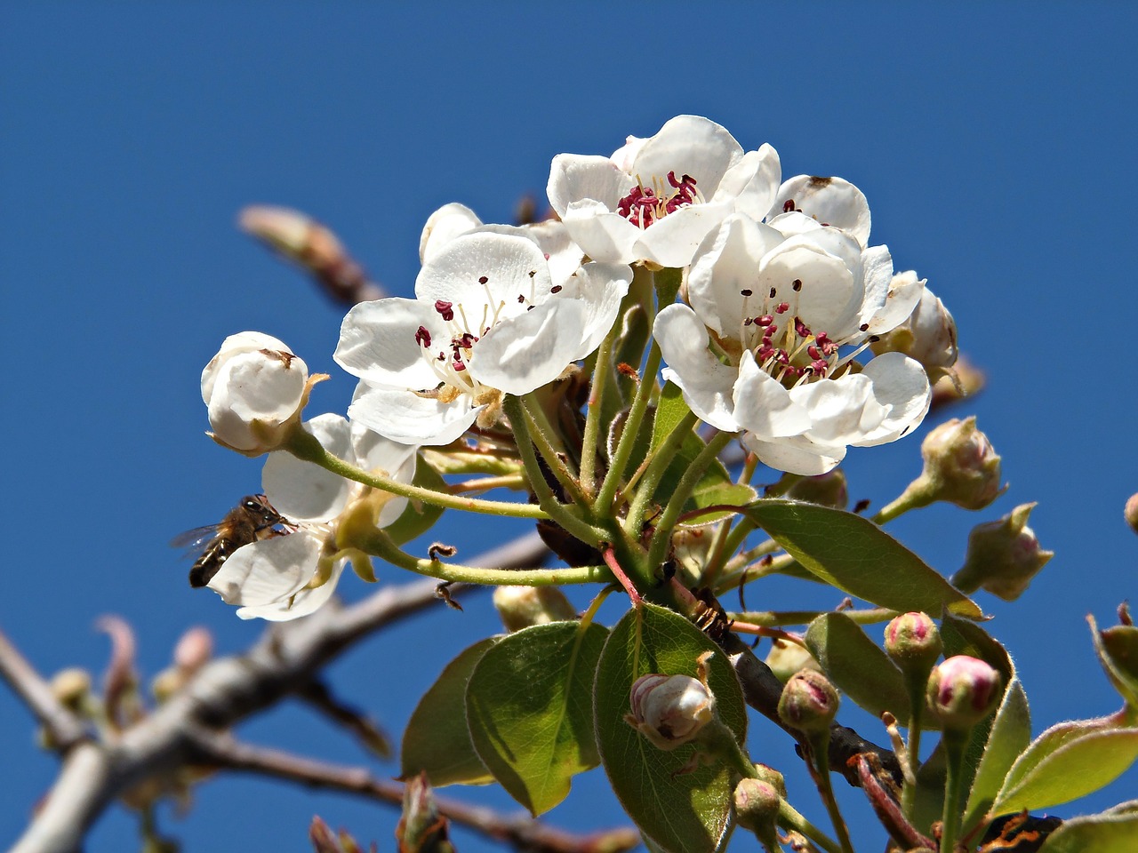 almond flower flowers field free photo