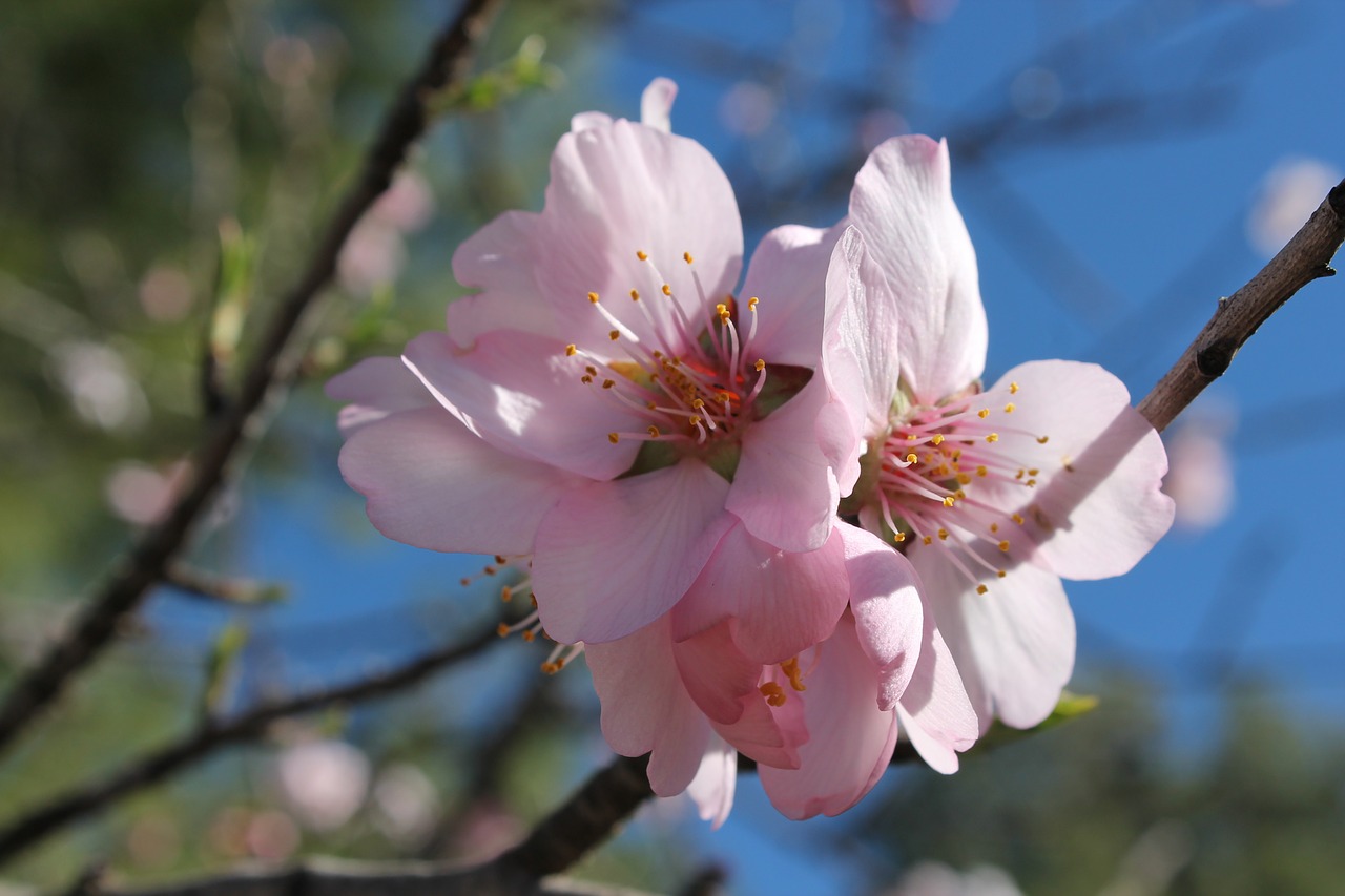 almond flower flowering pollen free photo