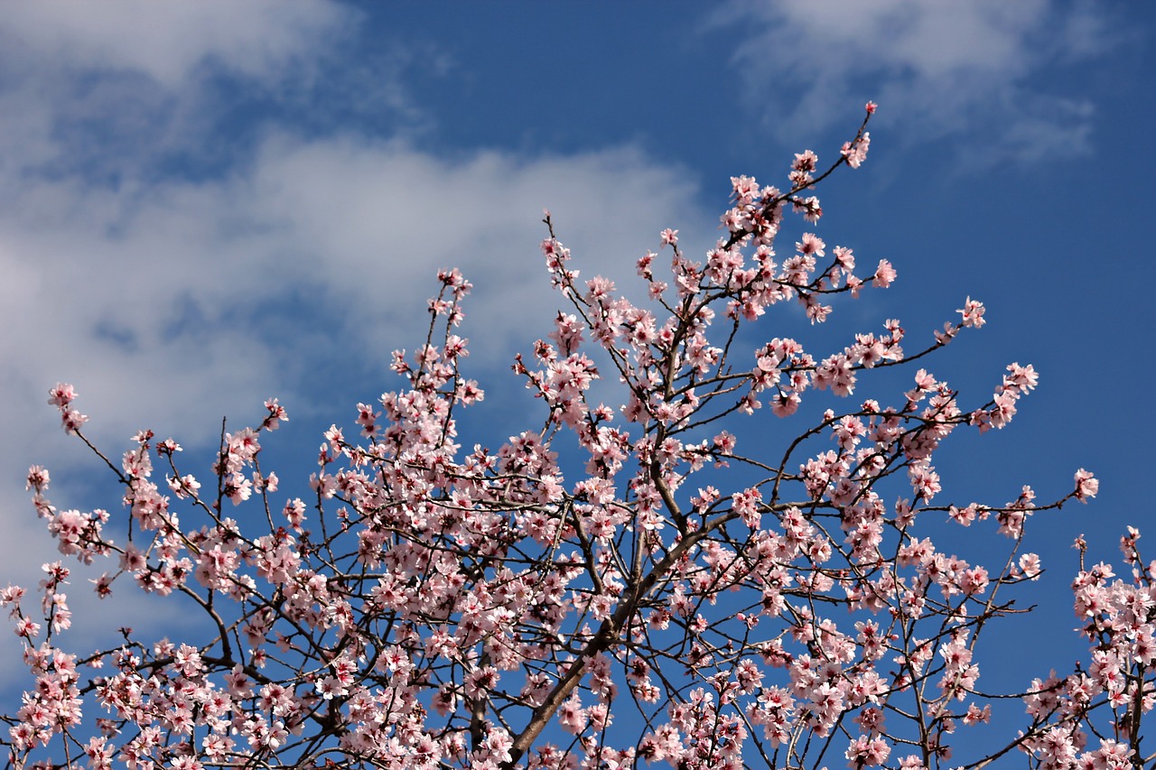 almond flower flowering sky free photo