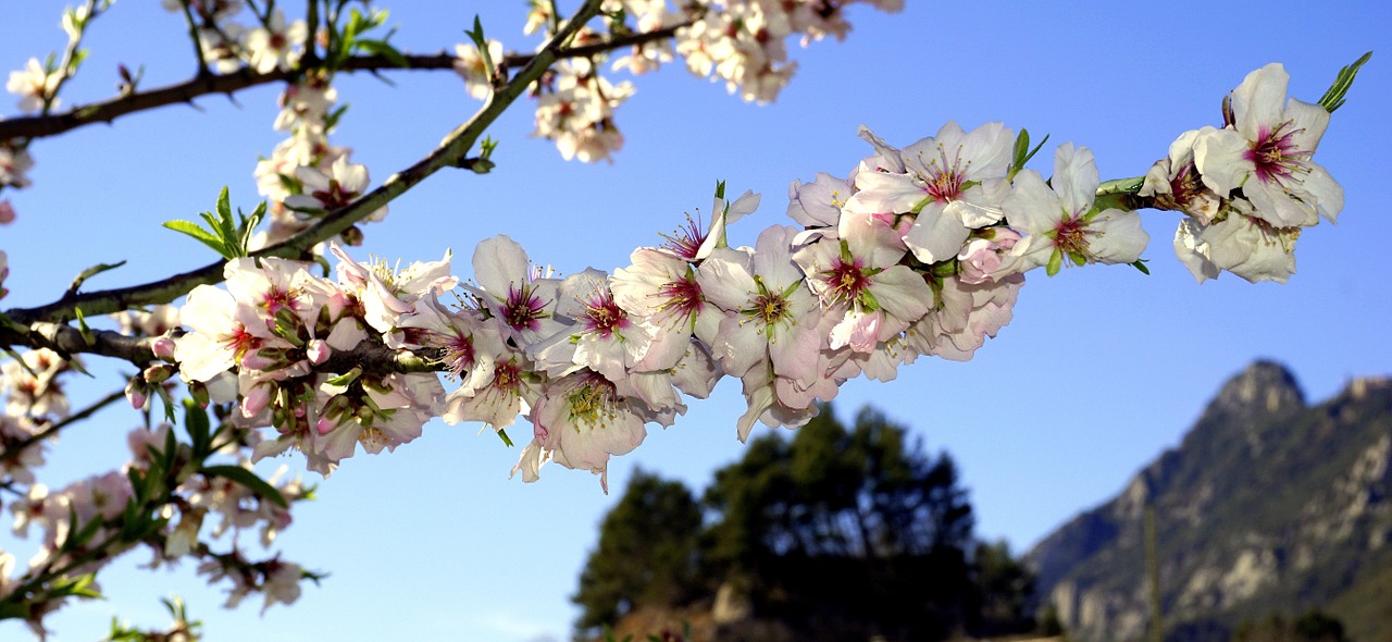 almond flowers spring flowering free photo