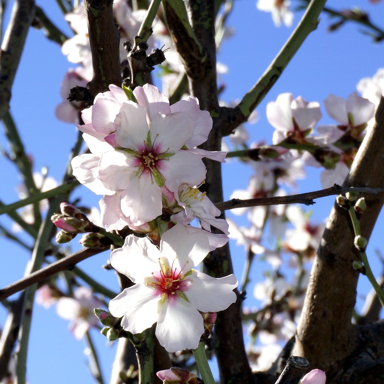 almond flowers flowering white flowers free photo