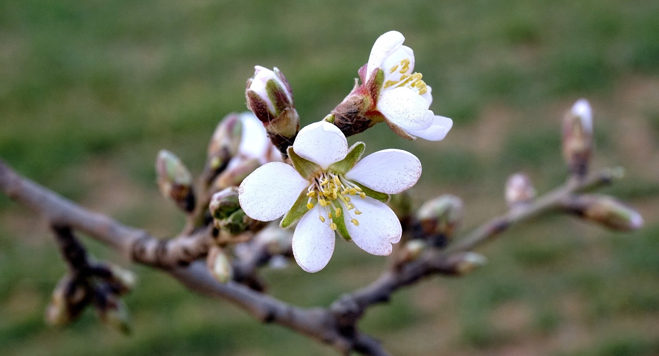 almond flowers flowering almond branch in bloom free photo