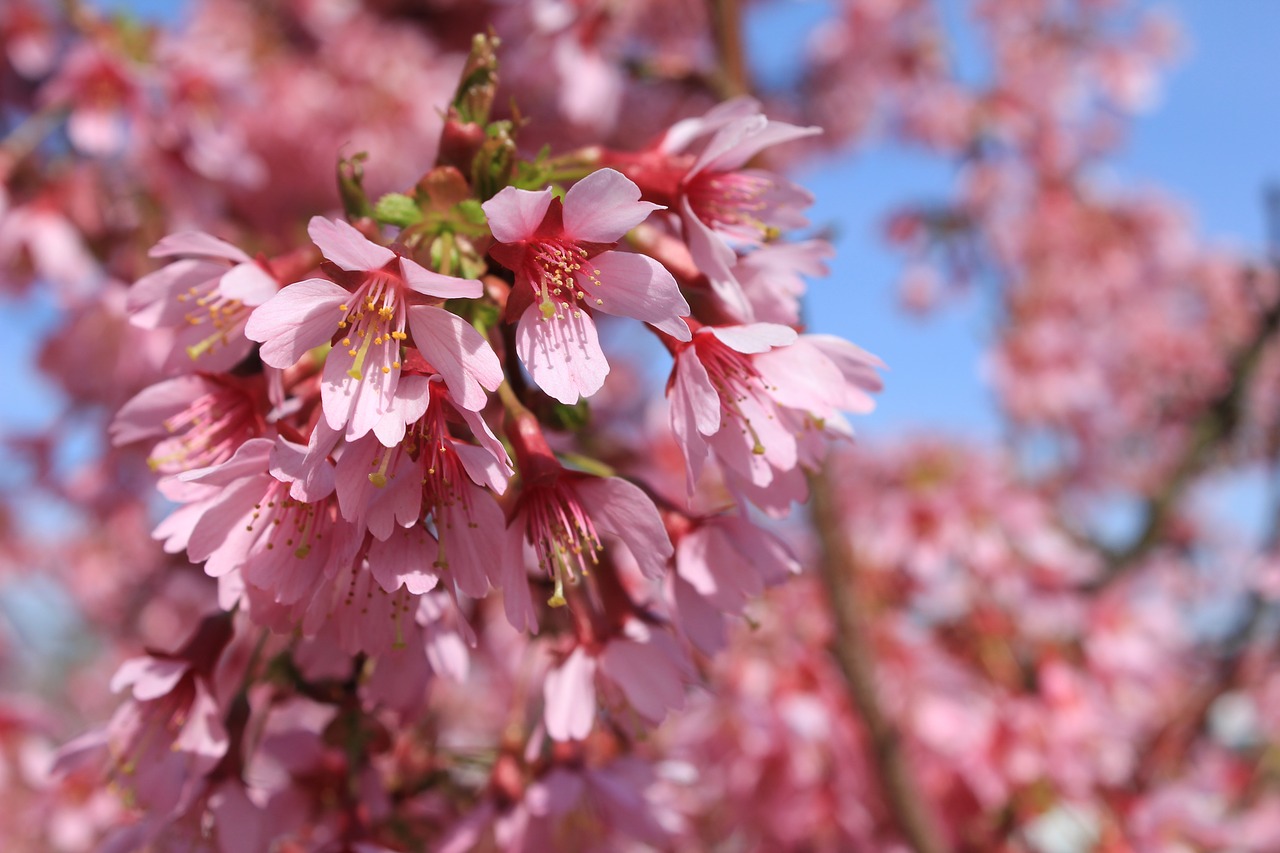 almond flowers tree flowers free photo