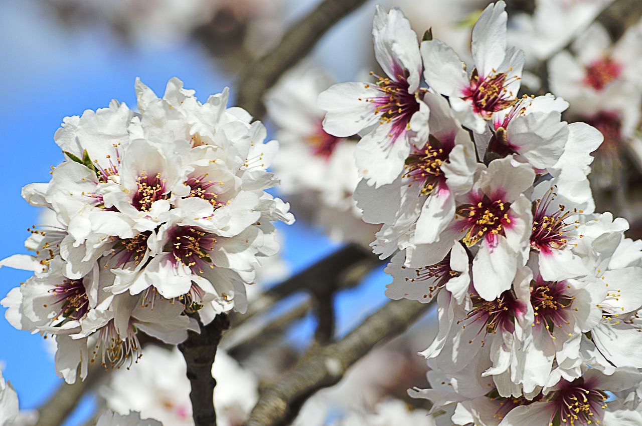 almond flowers  white flowers  almond tree free photo