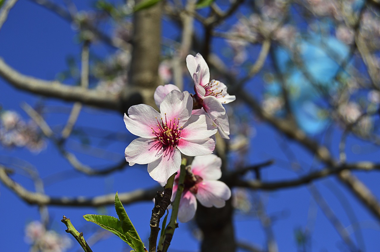 almond flowers  flowery branch  almond tree free photo