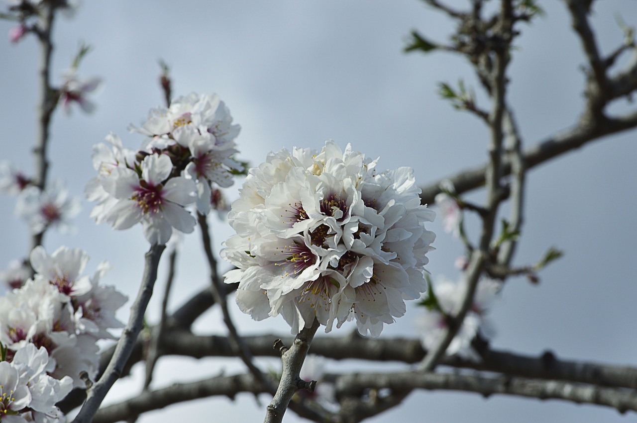 almond flowers  almond blossom  flowery branch free photo