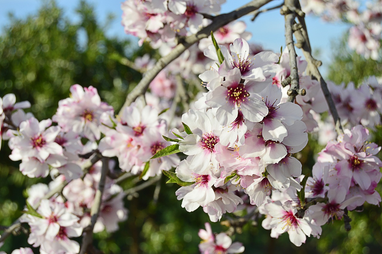 almond flowers  flowery branch  flowering almond trees free photo