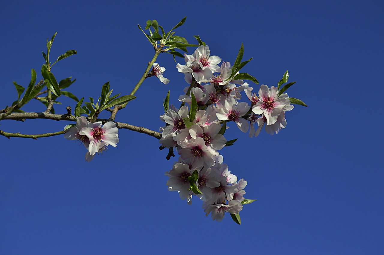 almond flowers  flowery branch  flowering almond trees free photo