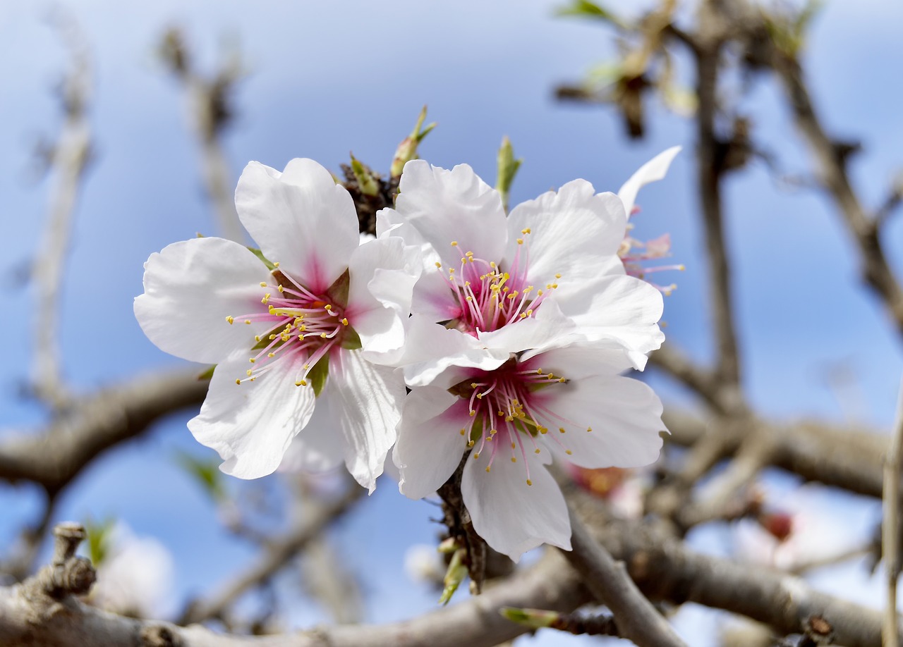 almond flowers  flowering  spring free photo