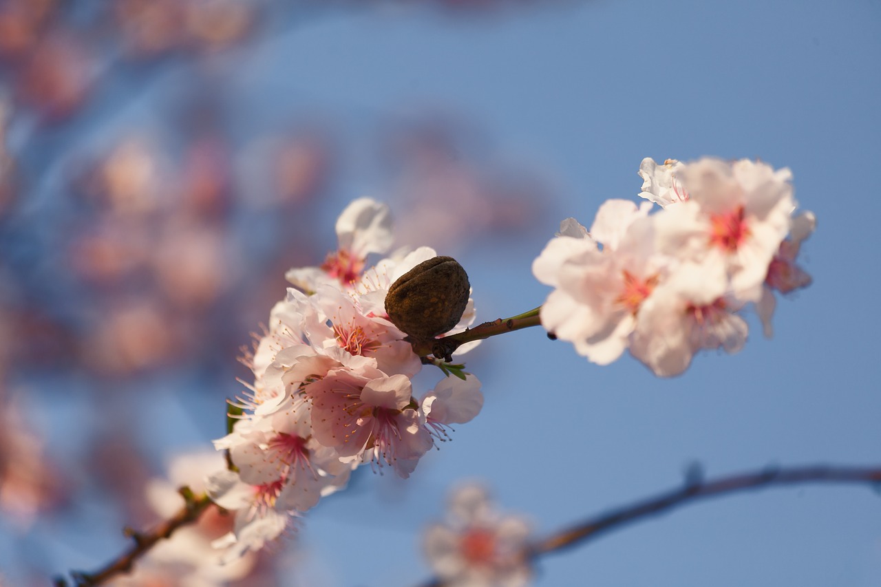 almond flowers  pink  branch free photo