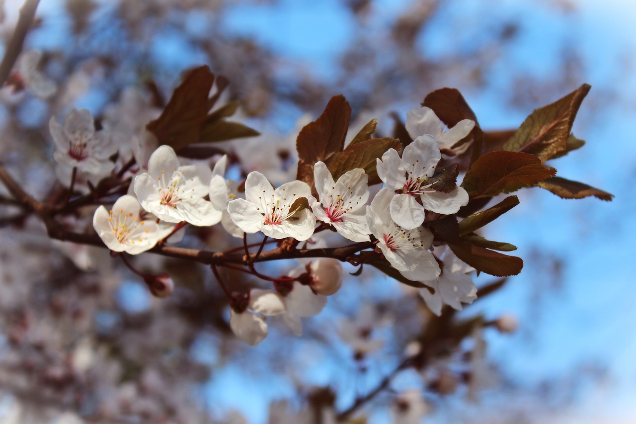 almond flowers cherry blossoms japanese cherry trees free photo