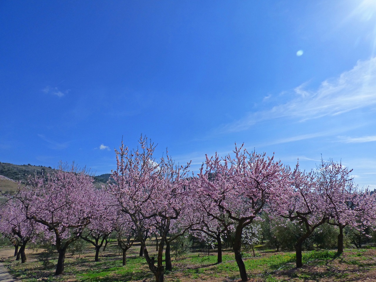almond grove flowering almond trees almond blossom free photo