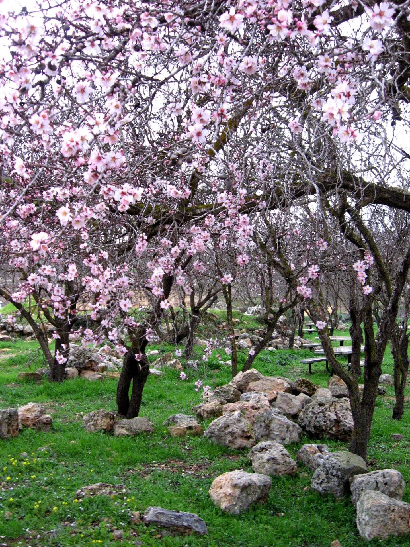 israel almond almonds free photo