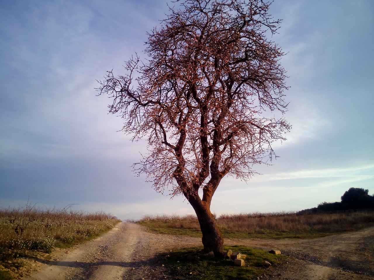 almond tree tree field free photo