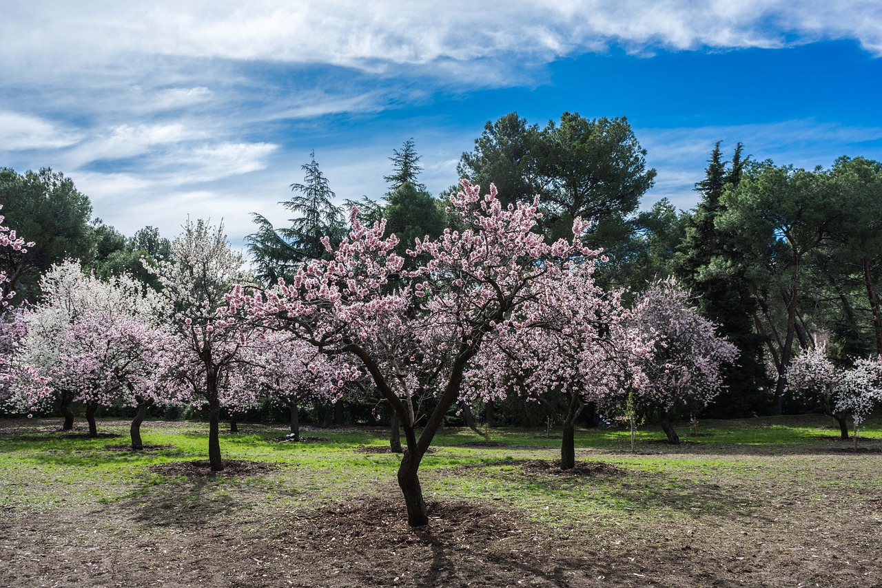 almond tree spring park free photo