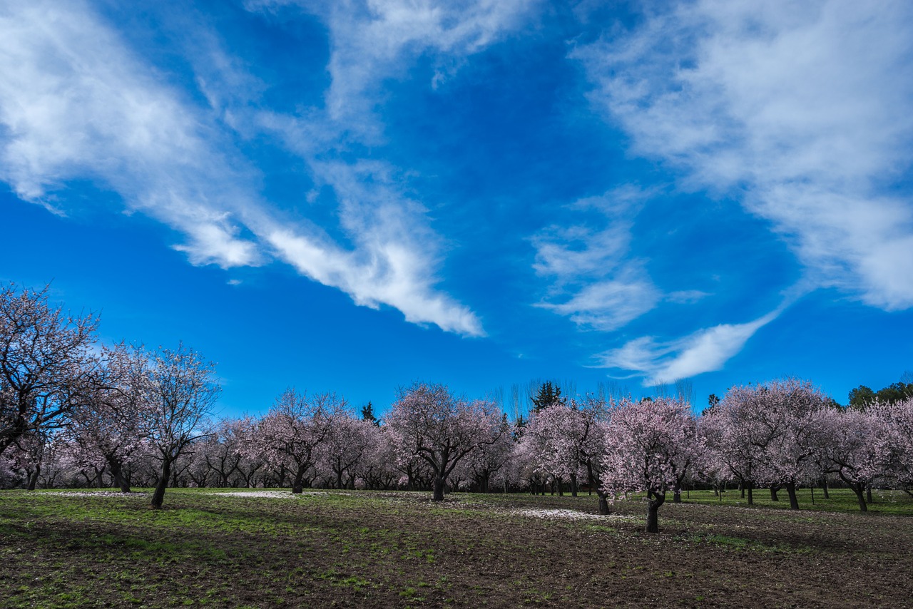 almond tree spring park free photo