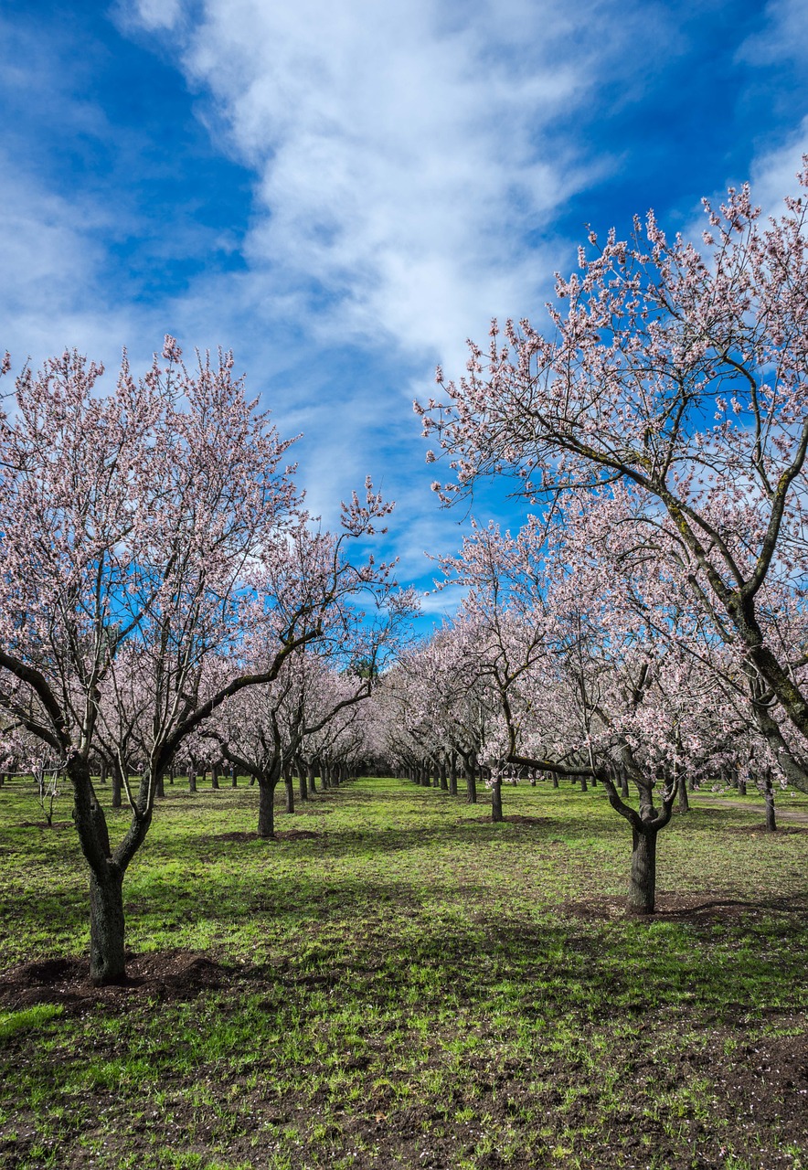 almond tree spring park free photo