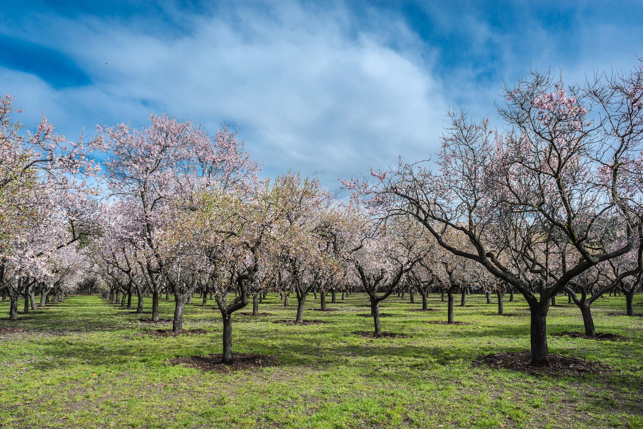 almond tree spring park free photo