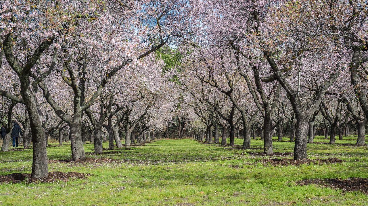 almond tree spring park free photo