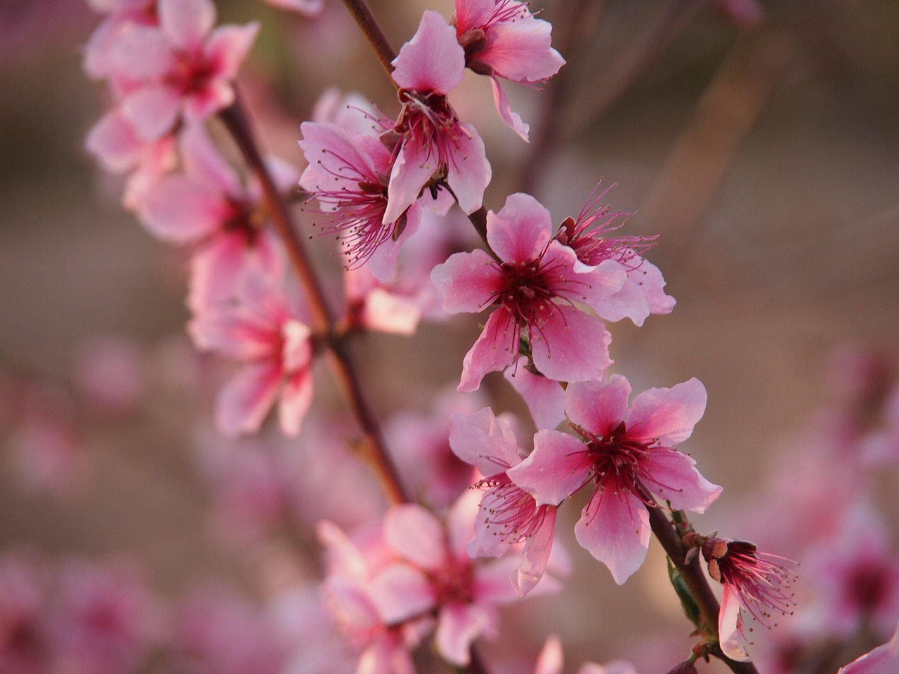 almond tree rose petals spring free photo