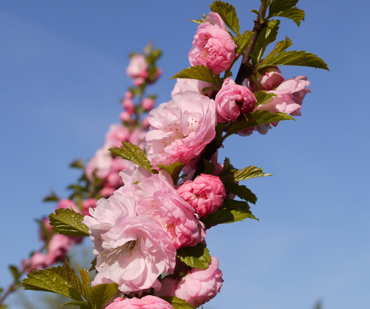 almond tree branch bud free photo