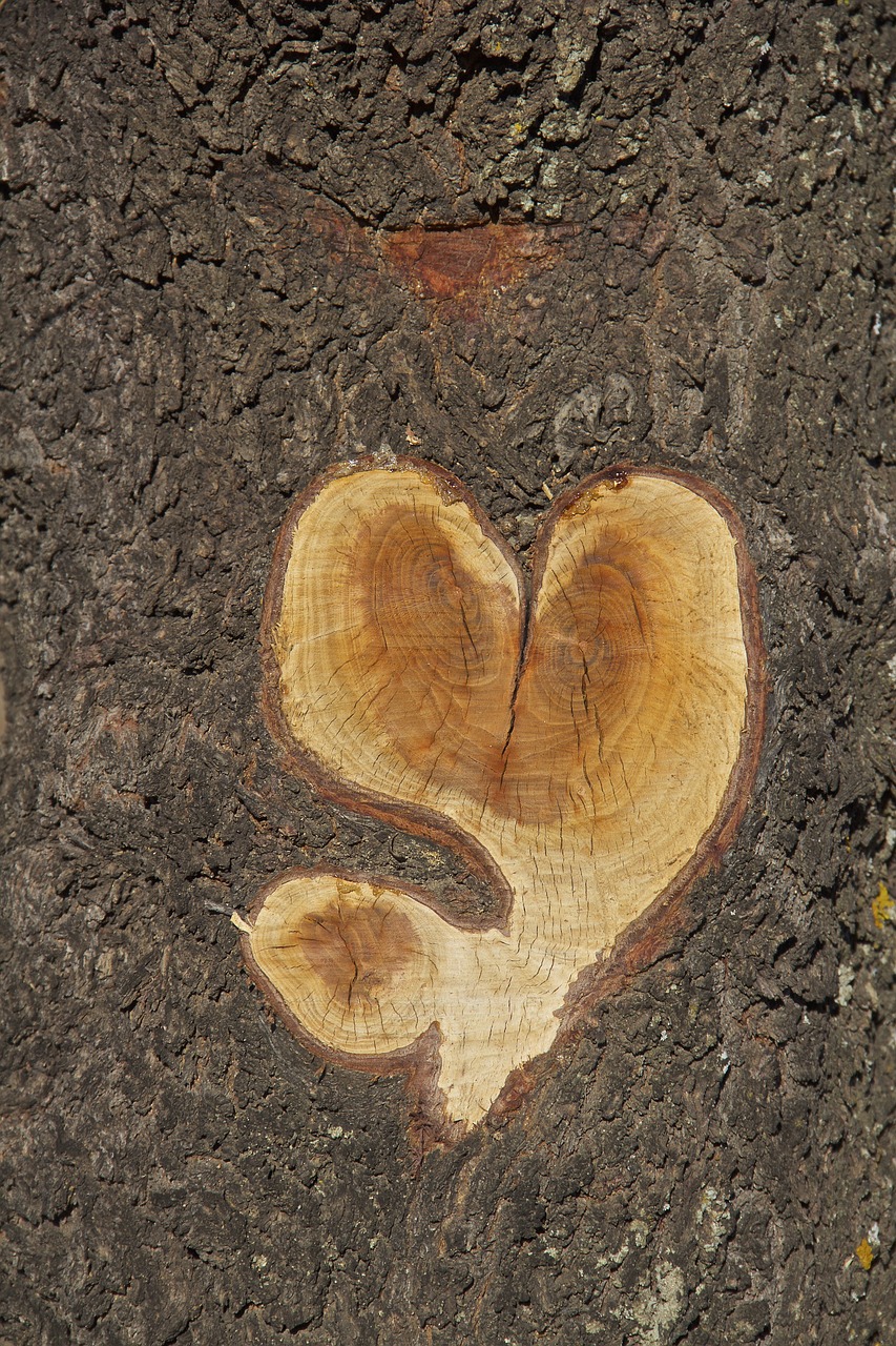 almond tree heart nature free photo