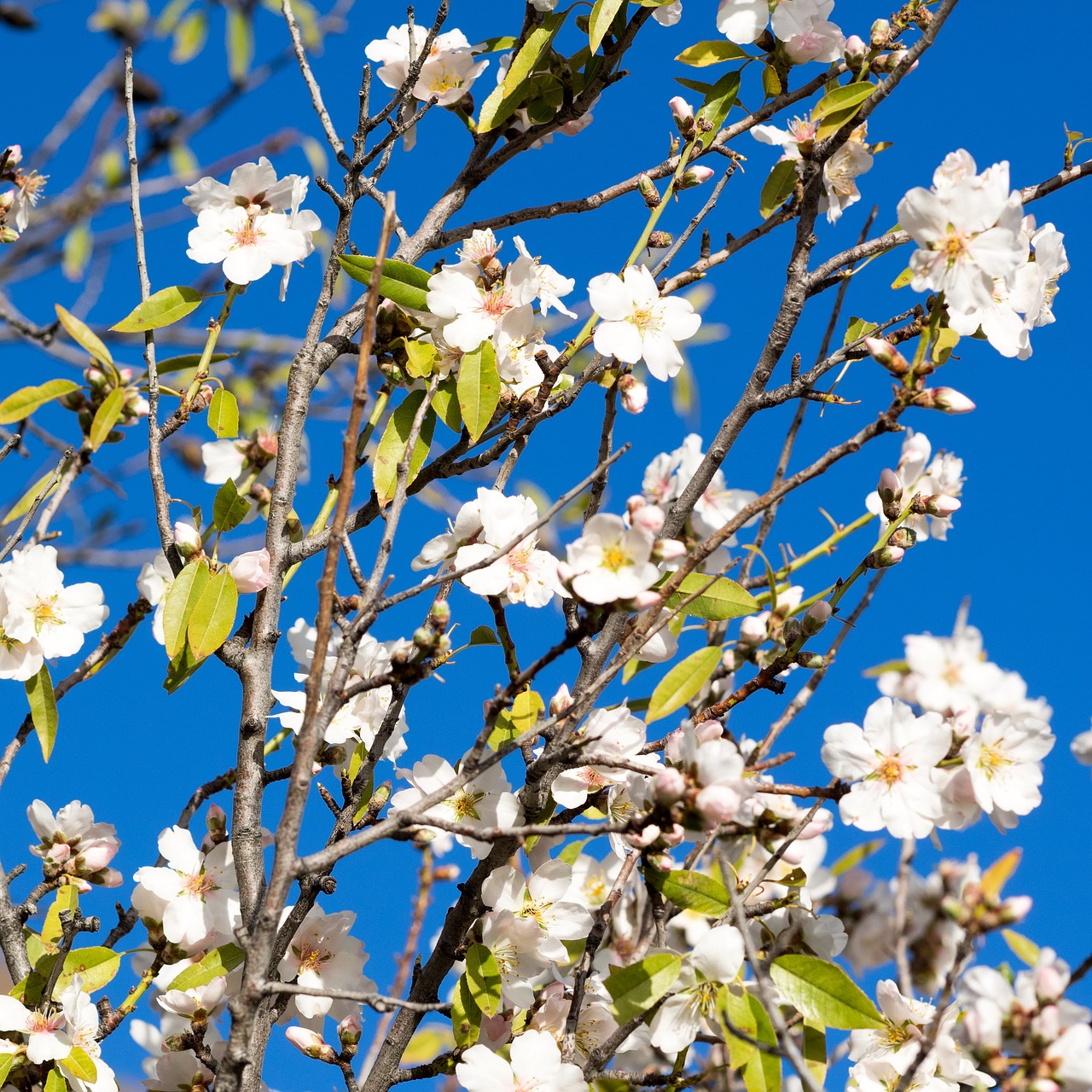 almond tree spring almond blossom free photo
