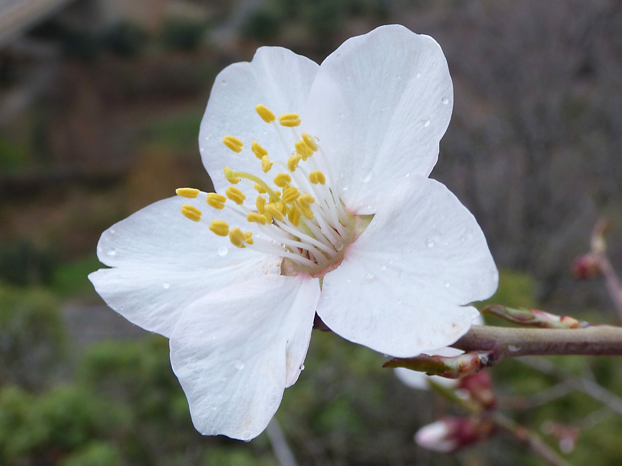 almond tree flower pistils free photo
