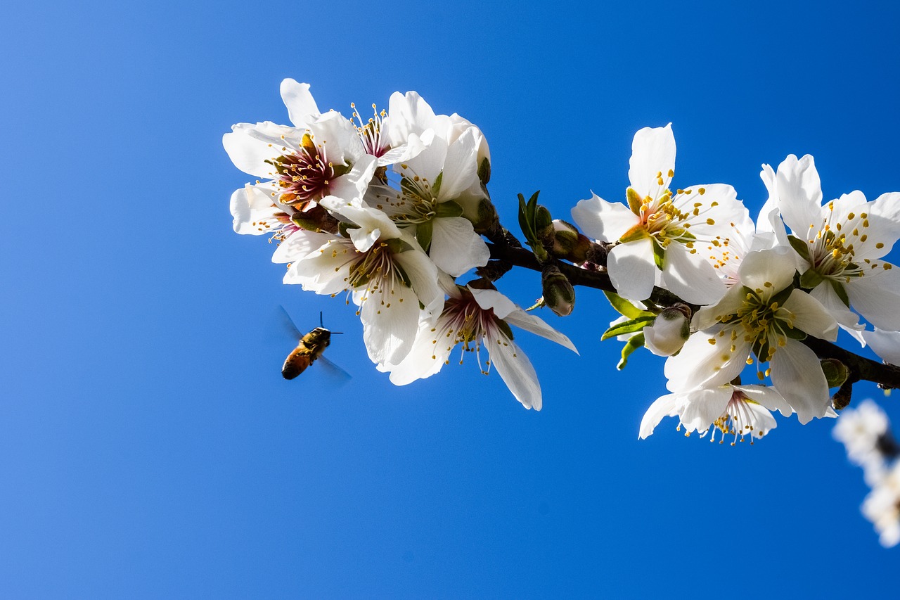 almond tree flowers bee free photo