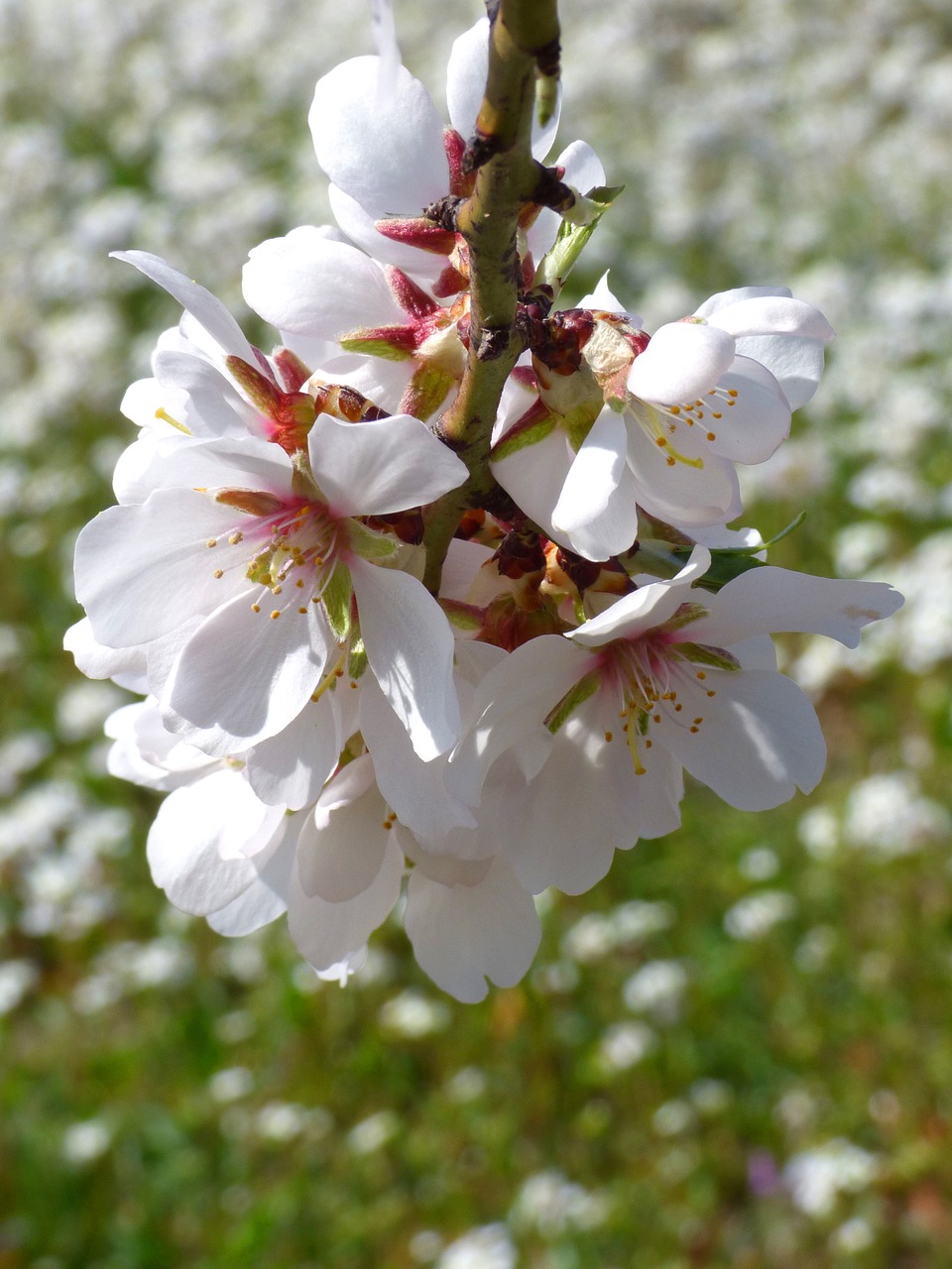 almond tree almond flower flowery branch free photo