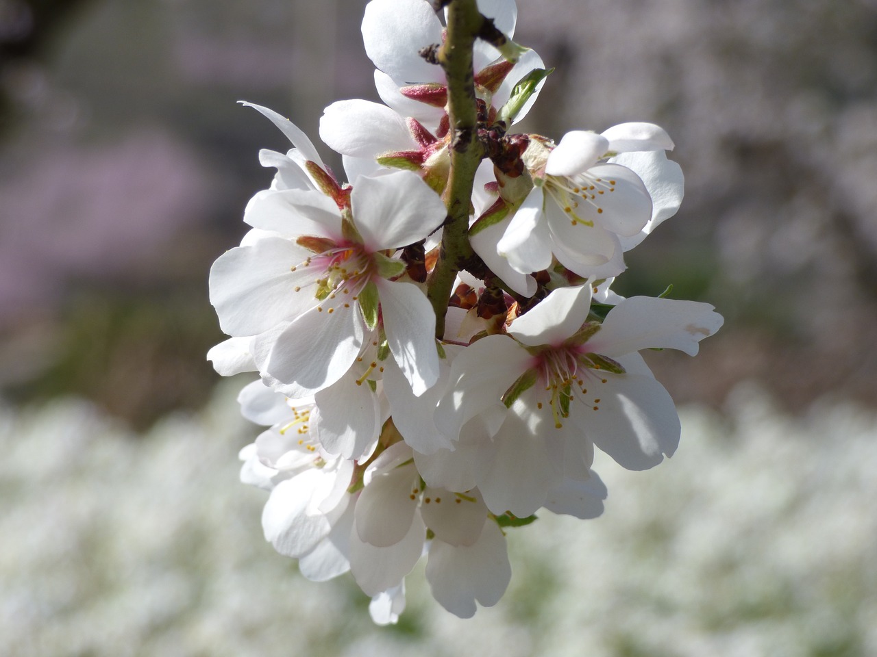 almond tree almond flower flowery branch free photo