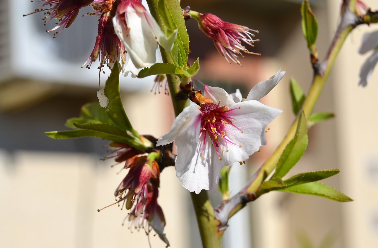 almond tree spring garden free photo