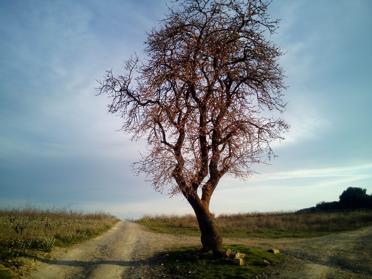 almond tree tree trees free photo