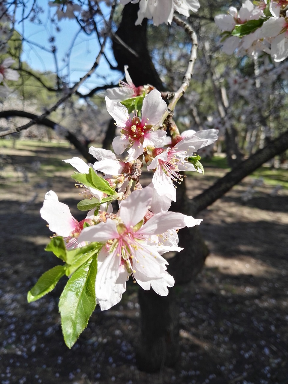 almond tree flower white free photo