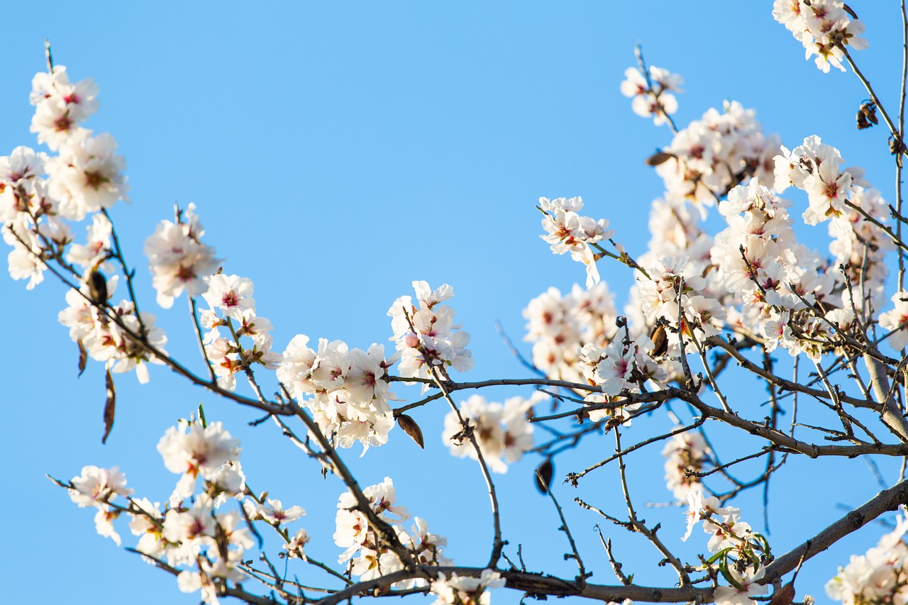 almond tree tree blue free photo