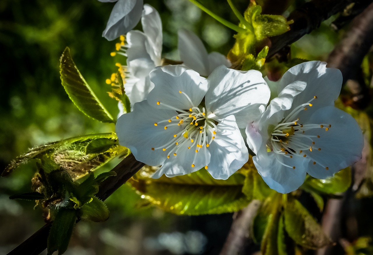 almond tree blossom white free photo