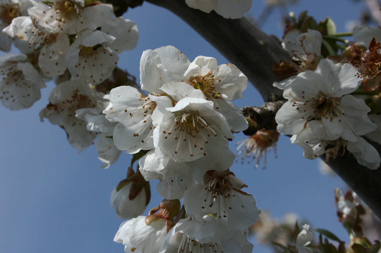 almond tree flowers flowery branch free photo