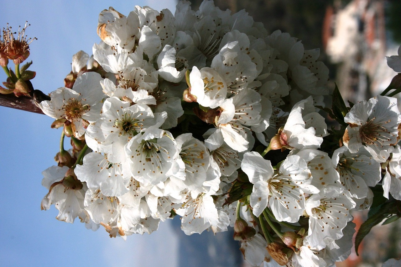 almond tree flowers white flowers almond tree free photo