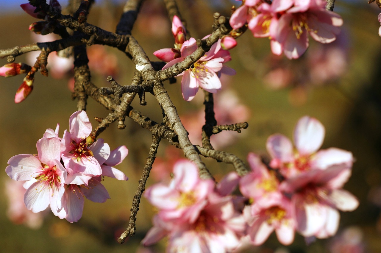 almond tree flowers white flowers almond tree free photo