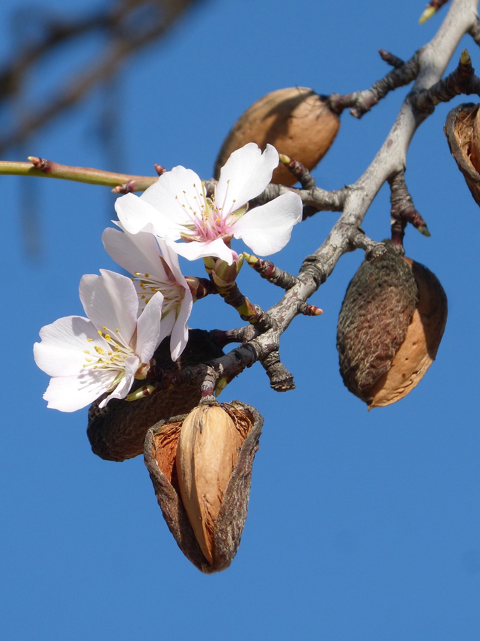 almond tree flower florir free photo